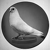 Tesla's white pigeon