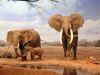 indijski slon.jpg (138532 bytes)
