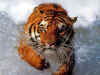 tiger-7.jpg (136604 bytes)